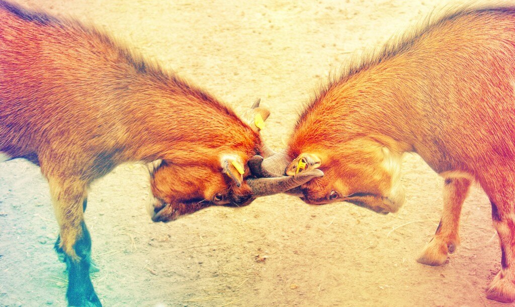 Which Transmission 1